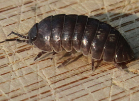 Pill Woodlouse Pill Woodlouse